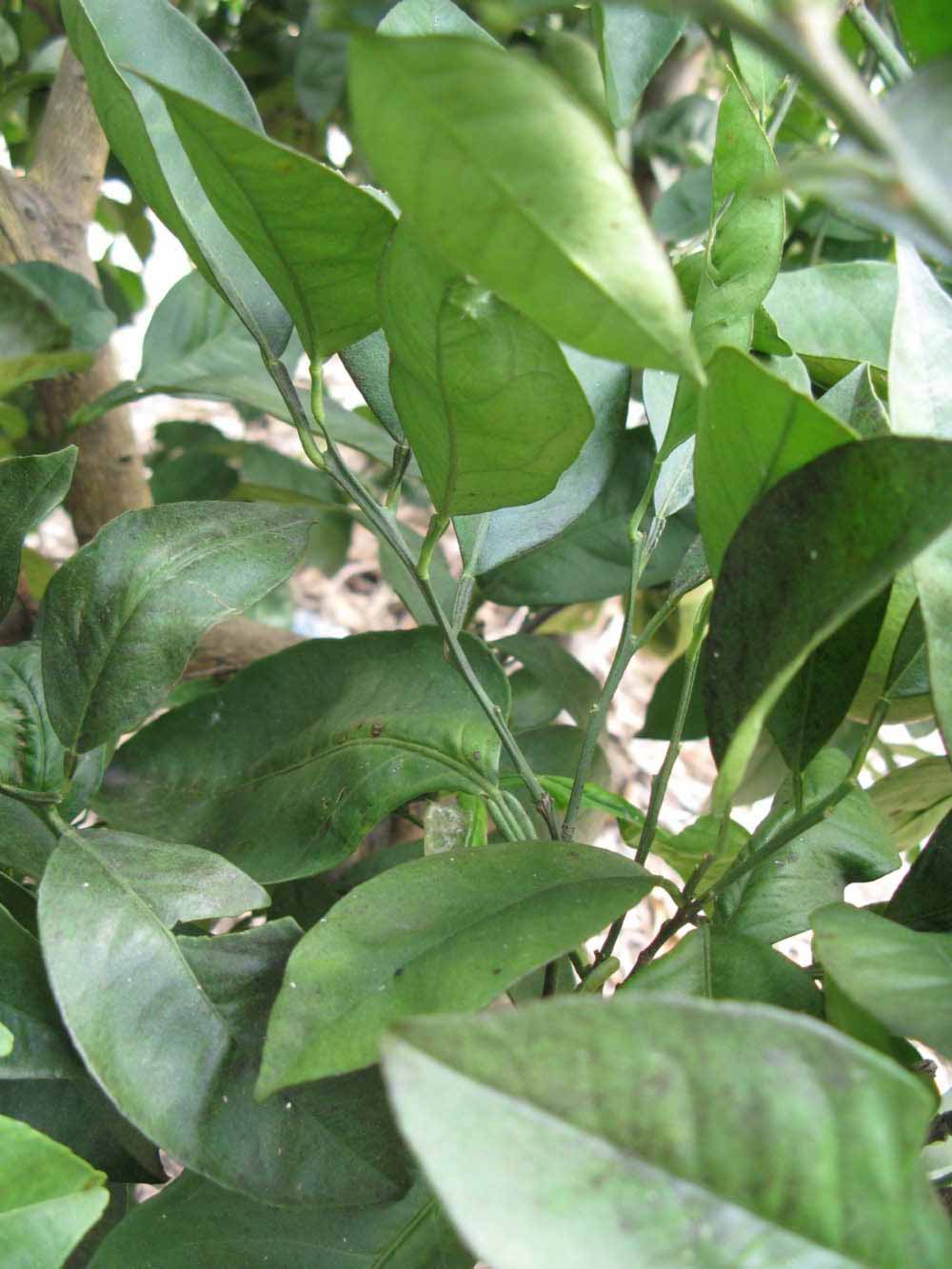            Shade leaves (Itaborai, Winter Haven FL)   